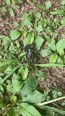 Neotibicen lyricen