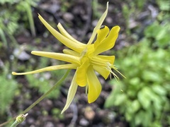 Aquilegia chrysantha