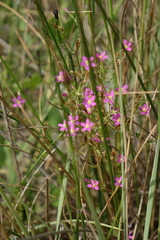 Centaurium pulchellum