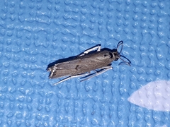 Parapediasia teterrellus