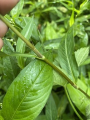 Persicaria punctata