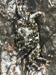Pachygrapsus crassipes