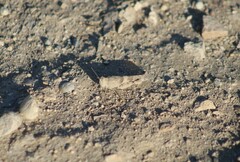 Trimerotropis pallidipennis