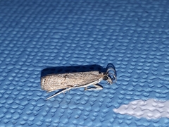 Parapediasia teterrellus