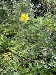Aquilegia chrysantha