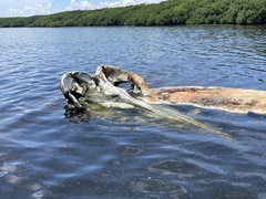 Physeter macrocephalus