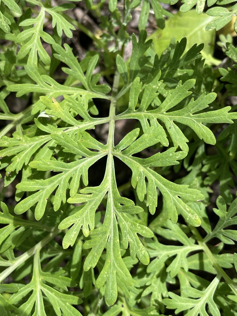 Ragweed Sagebrush