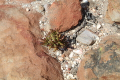 Crassula atropurpurea