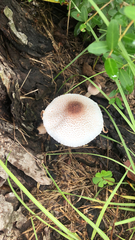 Leucoagaricus americanus