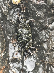 Pachygrapsus crassipes