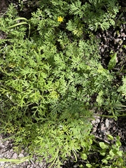 Artemisia franserioides