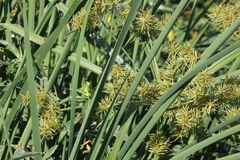 Cyperus odoratus