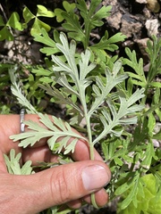 Artemisia franserioides