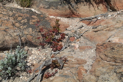 Crassula atropurpurea