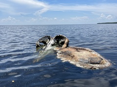 Physeter macrocephalus
