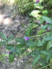 Desmodium paniculatum