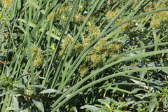 Cyperus odoratus
