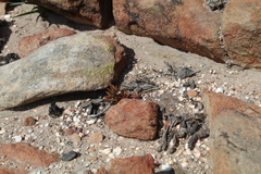 Crassula atropurpurea