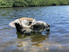 Physeter macrocephalus