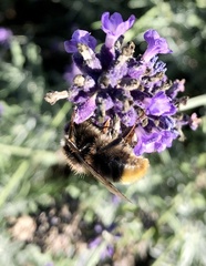 Bombus lapidarius