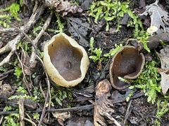 Pezizaceae