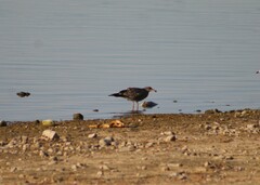 Larus californicus