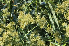 Cyperus odoratus