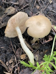 Entolomataceae