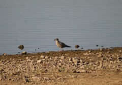 Larus argentatus