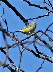 Euphonia chlorotica