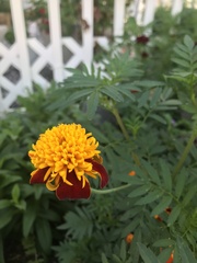 Tagetes