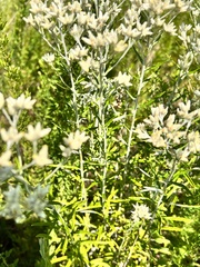 Pseudognaphalium obtusifolium