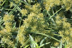 Cyperus odoratus