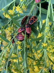 Pyrrhocoris apterus