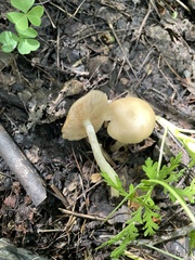 Entolomataceae
