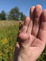 Mantis religiosa