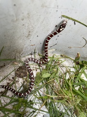 Lampropeltis triangulum