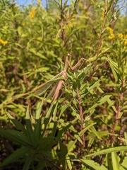 Mantis religiosa