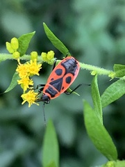 Pyrrhocoris apterus