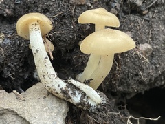 Lyophyllum
