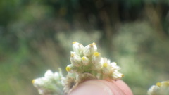 Pseudognaphalium undulatum