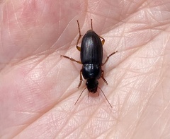 Pseudoophonus