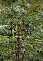 Phlomoides tuberosa