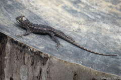 Sceloporus olivaceus
