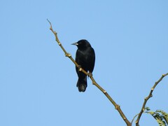 Agelasticus cyanopus