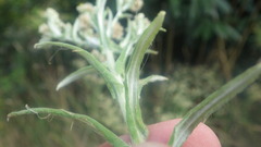 Pseudognaphalium undulatum