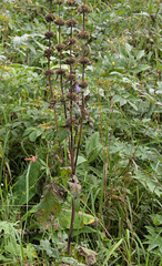 Phlomoides tuberosa