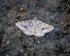 Frederickia s-signata