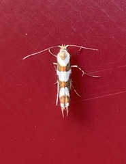 Argyresthia goedartella