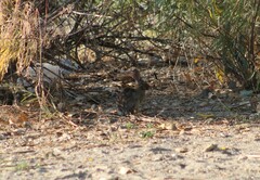 Sylvilagus nuttallii